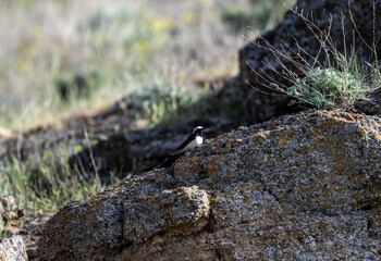 A white-headed wheatear sits on a hill and sings in the steppe on a sunny day