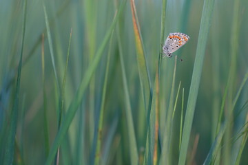 una farfalla licenide su dell'erba in primavera