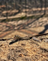 lizard on the rock
