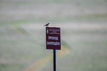 A white-headed wheatear sits on a hill and sings in the steppe on a sunny day