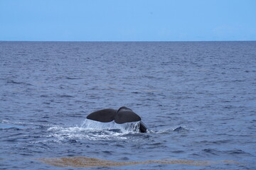 Schwanzflosse, Fluke eines Pottwals (Physeter macrocephalus, Physeter catodon)  beim Abtauchen, Tauchen, Wal, Finne, Meer, Ozean, Wasser, Dominica, Roseau, Karibik, Flosse