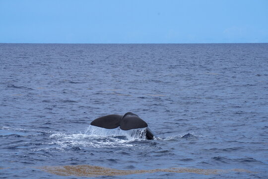 Schwanzflosse, Fluke eines Pottwals (Physeter macrocephalus, Physeter catodon)  beim Abtauchen, Tauchen, Wal, Finne, Meer, Ozean, Wasser, Dominica, Roseau, Karibik, Flosse