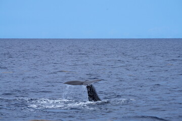 Schwanzflosse, Fluke eines Pottwals (Physeter macrocephalus, Physeter catodon)  beim Abtauchen, Tauchen, Wal, Finne, Meer, Ozean, Wasser, Dominica, Roseau, Karibik, Flosse