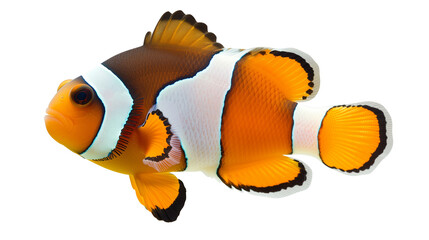 Exotic clownfish isolated on white background