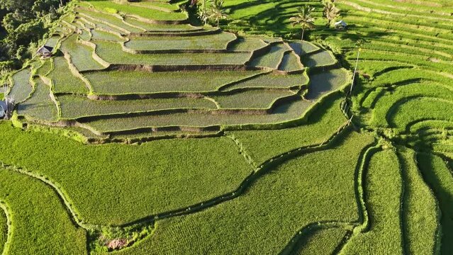 This is the traditional rice field of Bayan village. Located in the Senaru area - the slopes of Mount Rinjani - Northern Lombok