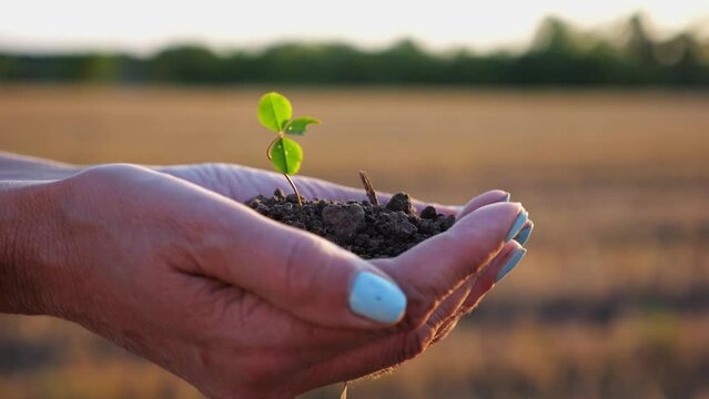 Female hands of farmer holding small green sprout at meadow at sunset. Agronomist getting ready to earth a little plant at field. Beautiful scenic landscape. Concept of agriculture business. Slow mo