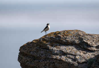 A white-headed wheatear sits on a hill and sings in the steppe on a sunny day