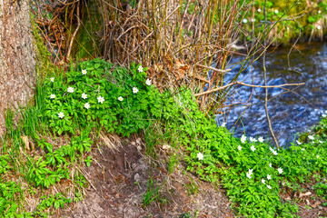 Buschwindröschen (Anemone nemorosa) im Kurpark von Bad Orb (Hessen, Deutschland)