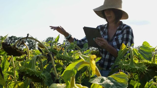 Female agronomist using digital tablet at sunflower meadow at sunny day. Farmer monitoring harvest at flower field at sunset. Beautiful scenic landscape. Concept of agricultural business. Slow motion