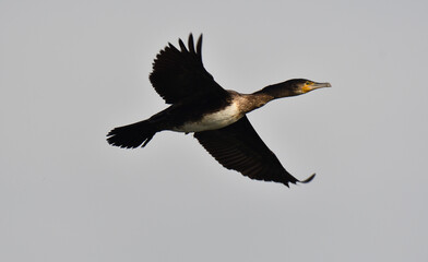 Cormorano in volo