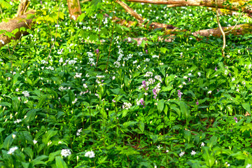 Bärlauch (Allium ursinum) in der Bulau bei Hanau/Hessen 