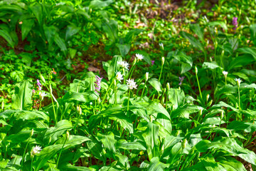 Bärlauch (Allium ursinum) in der Bulau bei Hanau/Hessen 