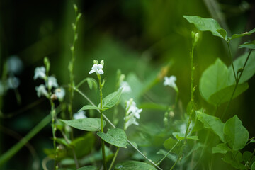 Fototapeta na wymiar Grass flowers in the big forest