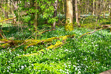 Bärlauch (Allium ursinum) in der Bulau bei Hanau/Hessen 