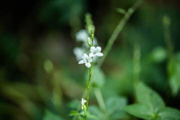 Grass flowers in the big forest