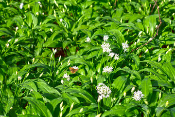 Bärlauch (Allium ursinum) in der Bulau bei Hanau/Hessen 