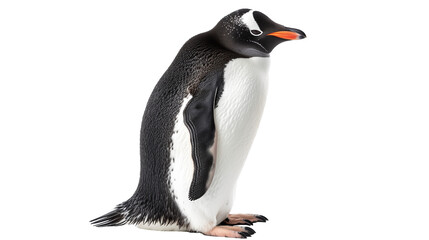 Southern hemisphere penguin isolated on white background