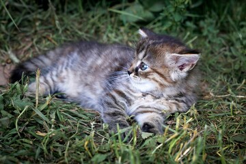 European shorthair cat in its natural environment 