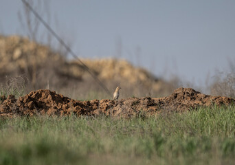 A dancing wheatear sits on a hill and sings in the steppe on a sunny day