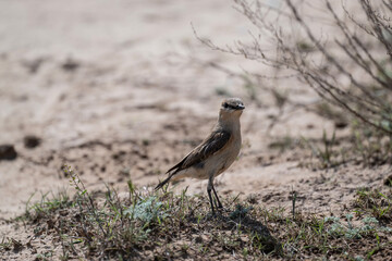A dancing wheatear sits on a hill and sings in the steppe on a sunny day