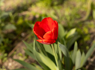 Obraz na płótnie Canvas red tulip bloomed on a flower bed outdoors