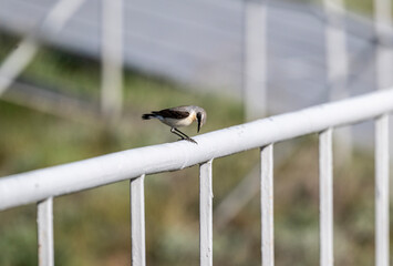 A dancing wheatear sits on a hill and sings in the steppe on a sunny day