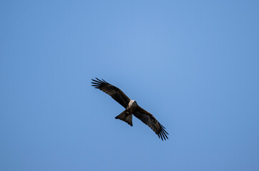 a black kite flies above the ground and looks for prey in the steppe on a sunny day