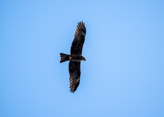 a black kite flies above the ground and looks for prey in the steppe on a sunny day