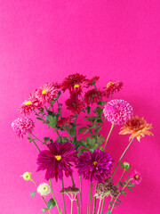 Pink flowers bunch on pink background. Purple and pink dahlia and daisy bouquet. Pink aesthetic....