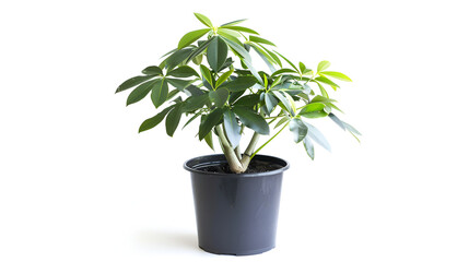 home plant in pot isolated on white ,Green saplings growing in the clay pot ,Ficus in a flowerpot isolated on the white background 