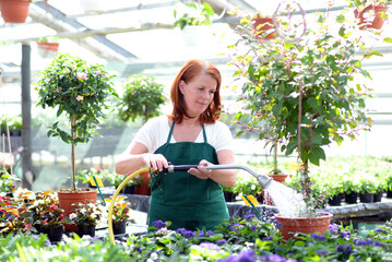 Woman watering flowers in a nursery - Greenhouse with coloured plants for sale