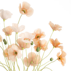 bouquet of wildflowers in a vase with poppy isolated on white background