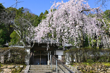 京都市山科の岩屋寺 山門側満開の枝垂れ桜