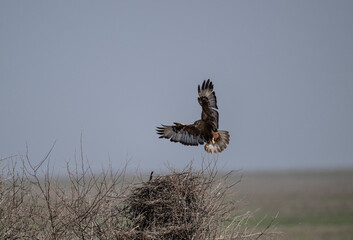 steppe eagle flies above the ground and looks for prey in the steppe on a sunny day