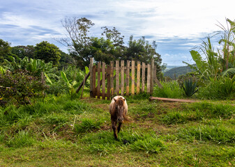 Horse grazing on a rural property, in the interior of the state of São Paulo, Brazil