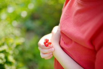 A child picking up red currant in the garden on a sunny summer day. Kids hand is stretching and grabbing ripe berries. - 796647305