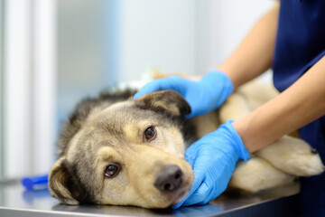 Veterinarian examines a large dog in veterinary clinic. Vet doctor applied a medical bandage for pet during treatment after the injury or surgery operation. Anesthesia for animals - 796647568