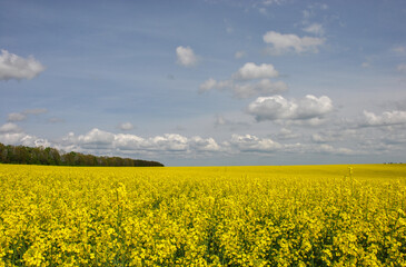 bright yellow field of blooming rapeseed and sky with clouds. beautiful landscape with a rapeseed field in Ukraine