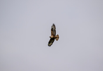 steppe eagle flies above the ground and looks for prey in the steppe on a sunny day