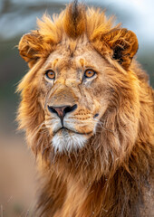 Fototapeta na wymiar Portrait of majestic Lion. African safari. Savannah. King. Powerful. Wildlife, habitat, nature reserve.