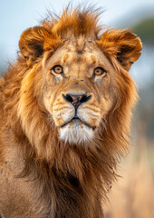 Fototapeta premium Portrait of majestic Lion. African safari. Savannah. King. Powerful. Wildlife, habitat, nature reserve.