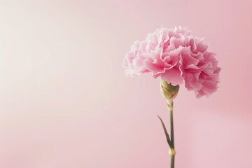 Pink carnation blossom flower plant.