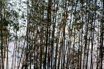 View of the bamboo trees in the rural area