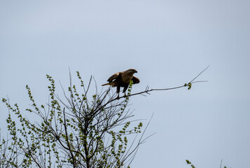 steppe eagle flies above the ground and looks for prey in the steppe on a sunny day