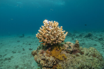 Naklejka premium Coral reef and water plants in the Red Sea, Eilat Israel 