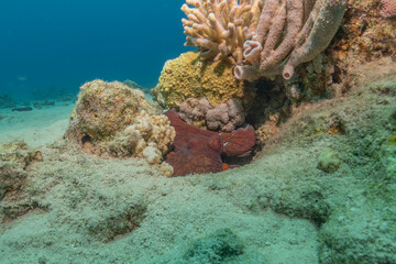 Octopus king of camouflage in the Red Sea, Eilat Israel 
