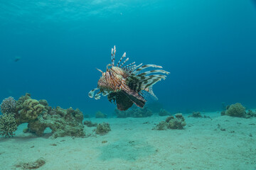 Lionfish in the Red Sea colorful fish, Eilat Israel
