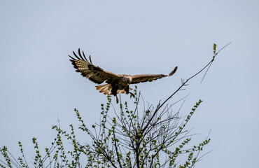 steppe eagle flies above the ground and looks for prey in the steppe on a sunny day