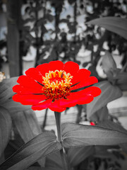 Flower with red petal