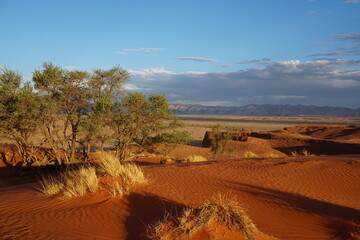 African landscape